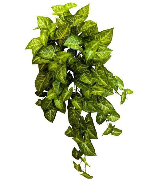 Ok Başı Sarmaşığı - Syngonium Podophyllum