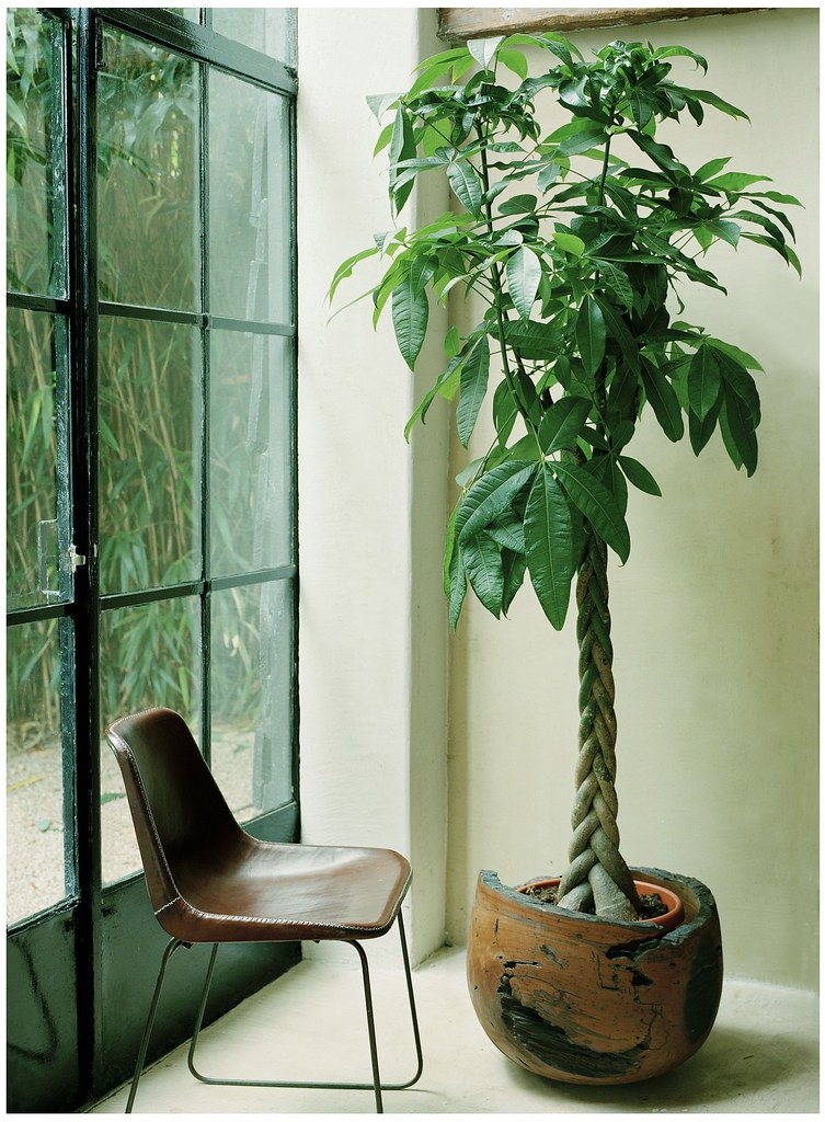 Örgülü Para Ağacı – Pachira Aquatica 30-40 cm