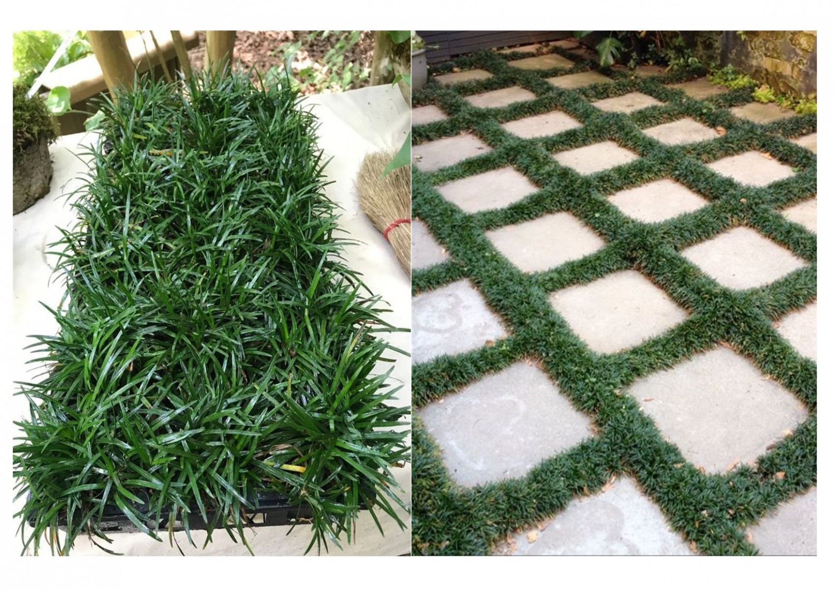 OSMANLI ÇİMİ 20 ADET - YER ÖRTÜCÜ BİTKİ 'Ophiopogon Japonicus'