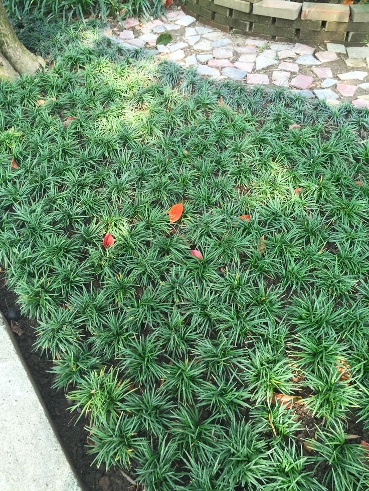 OSMANLI ÇİMİ 20 ADET - YER ÖRTÜCÜ BİTKİ 'Ophiopogon Japonicus'