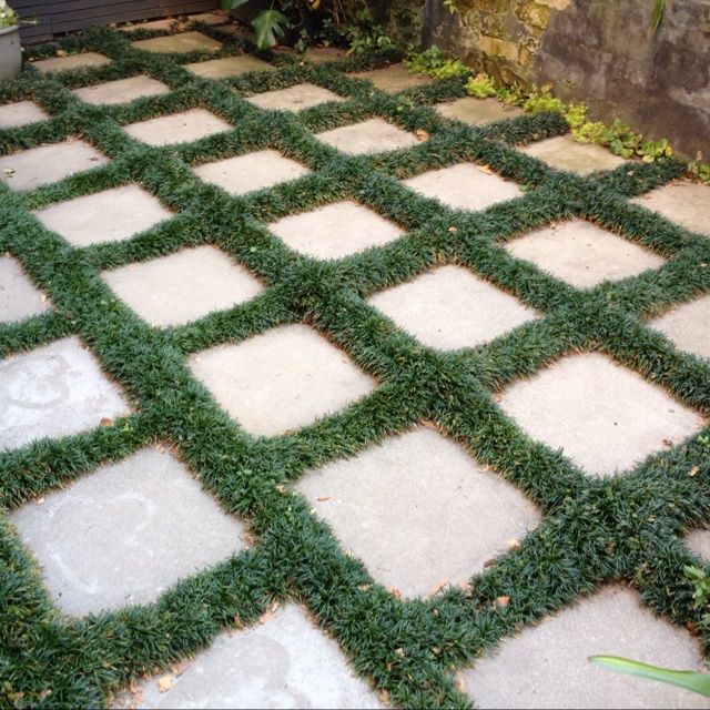 OSMANLI ÇİMİ 20 ADET - YER ÖRTÜCÜ BİTKİ 'Ophiopogon Japonicus'