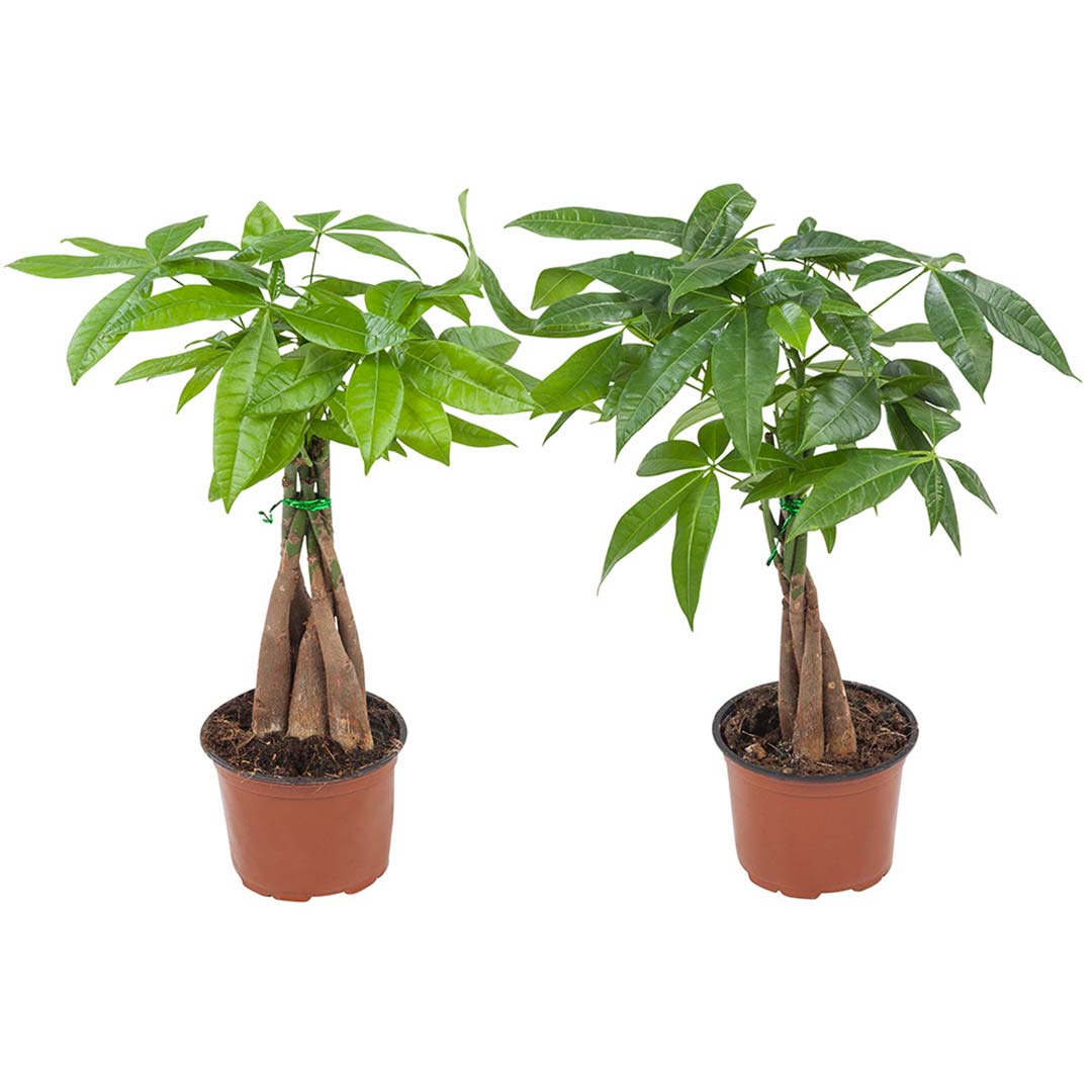 Para Ağacı – Pachira Aquatica 20- 30 cm