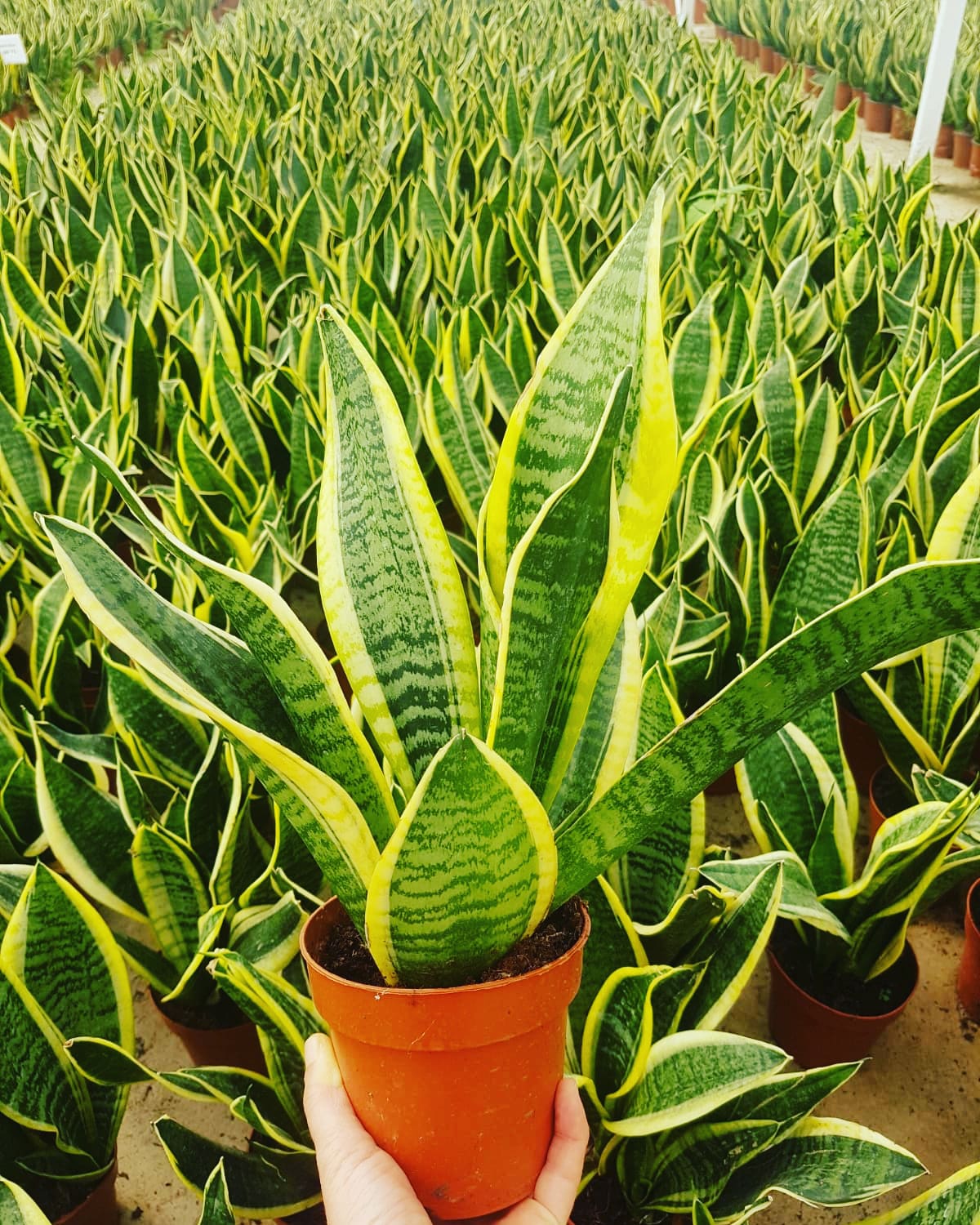 Paşa Kılıcı - Peygamber Kılıcı  (Sansaveria trifasciata) 20-30 cm
