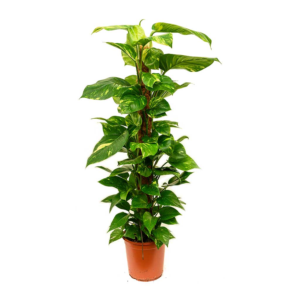 Pathos – Salon Sarmaşığı (Bitki Destek Çubuklu) 60-80 cm