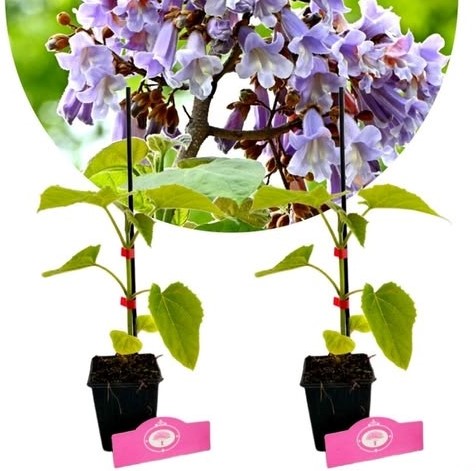 Pavlonya Fidanı / Çin Kavağı (Paulownia Tomentosa) Pavlonya Fidanı / Çin Kavağı (Paulownia Tomentosa)