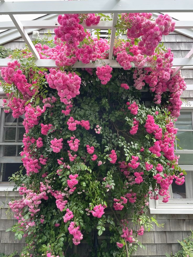PEMBE ISPARTA SARMAŞIK GÜL FİDANI 80-100+ CM