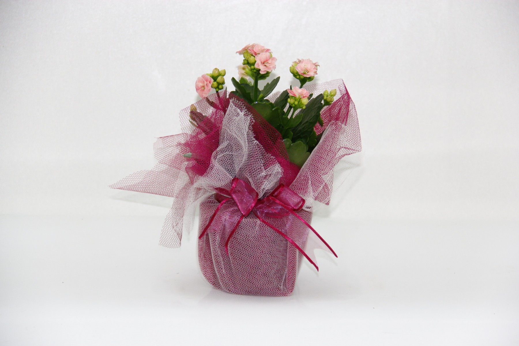 PEMBE KALANŞÖ ÇİÇEĞİ - HEDİYELİK YILBAŞI ÇİÇEĞİ