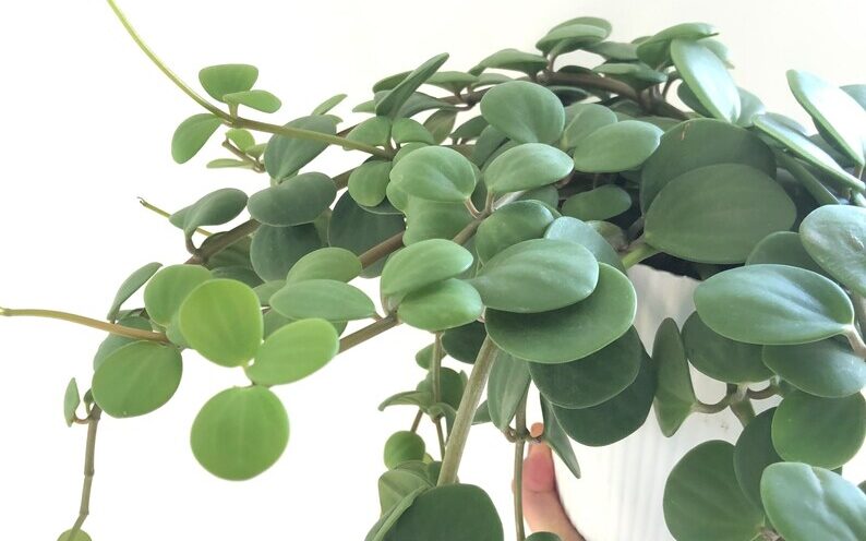 Peperomia  Hope – Umut Sarmaşığı