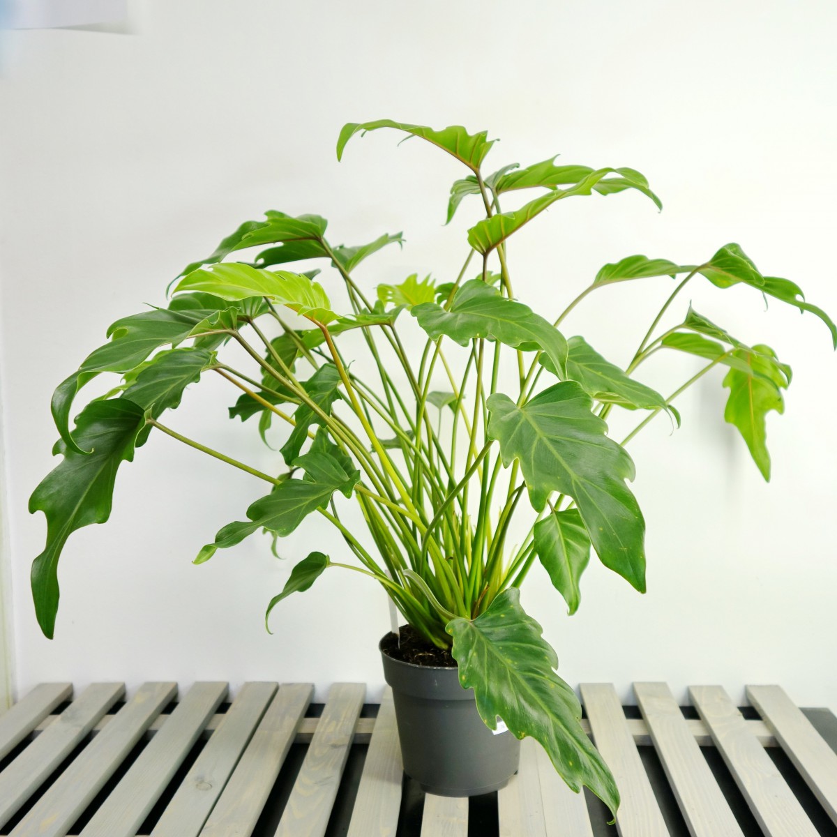 Philodendron xanadu
