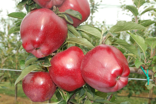 Red Chief Elma Fidanı 3 Yaş Tüplü ve Aşılı