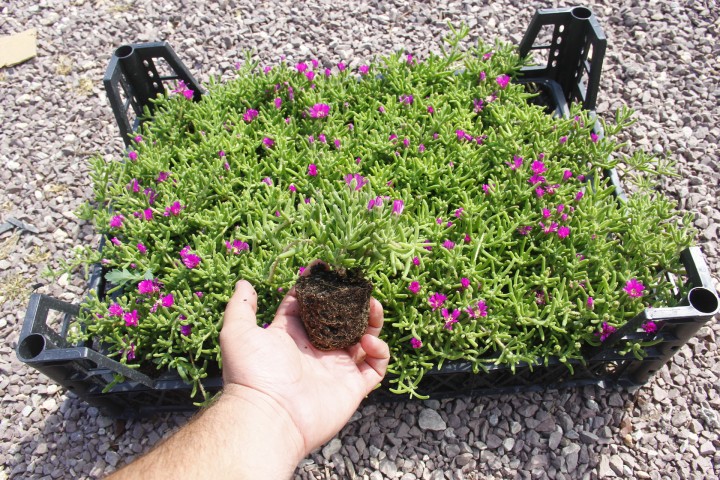 10 ADET YER ÖRTÜCÜ - SARKICI ÇİÇEK SETİ (5 ACEM HALISI + 5 BUZ ÇİÇEĞİ)