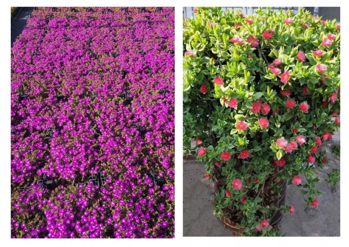 10 ADET YER ÖRTÜCÜ - SARKICI ÇİÇEK SETİ (5 ACEM HALISI + 5 BUZ ÇİÇEĞİ)