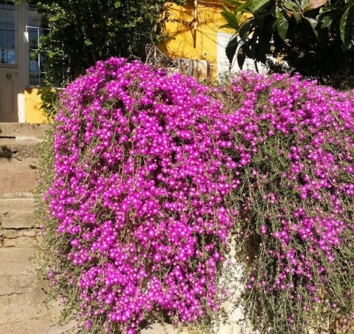 10 ADET YER ÖRTÜCÜ - SARKICI ÇİÇEK SETİ (5 ACEM HALISI + 5 BUZ ÇİÇEĞİ)