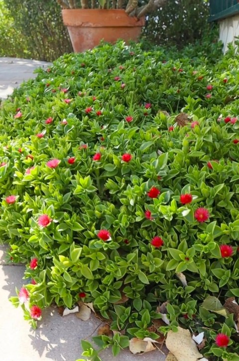 15 ADET YER ÖRTÜCÜ BİTKİ SETİ (5 ACEM HALISI + 5 BUZ ÇİÇEĞİ + 5 KAZ AYAĞI)