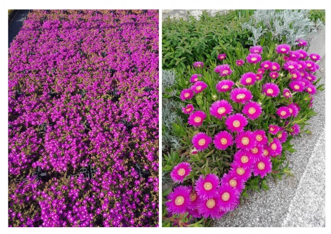 40 ADET YER ÖRTÜCÜ BİTKİ SETİ (20 ACEM HALISI + 20 KAZ AYAĞI)