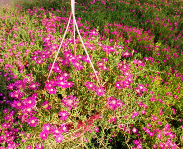 ACEM HALISI 2 ADET - PEMBE ASKILI SAKSIDA HEDİYELİK