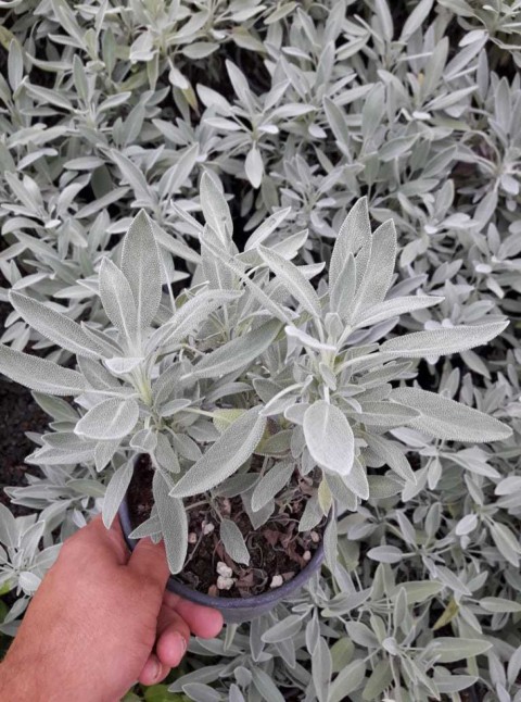 ADAÇAYI FİDANI 10 ADET - SAKSILI 20-30 CM