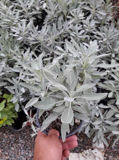 ADAÇAYI FİDANI 30 ADET - SAKSILI 20-30 CM