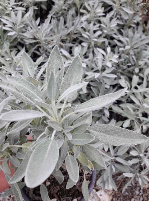 ADAÇAYI FİDANI 5 ADET - SAKSILI 20-30 CM