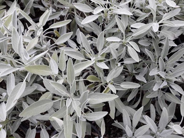 ADAÇAYI FİDANI 5 ADET - SAKSILI 20-30 CM