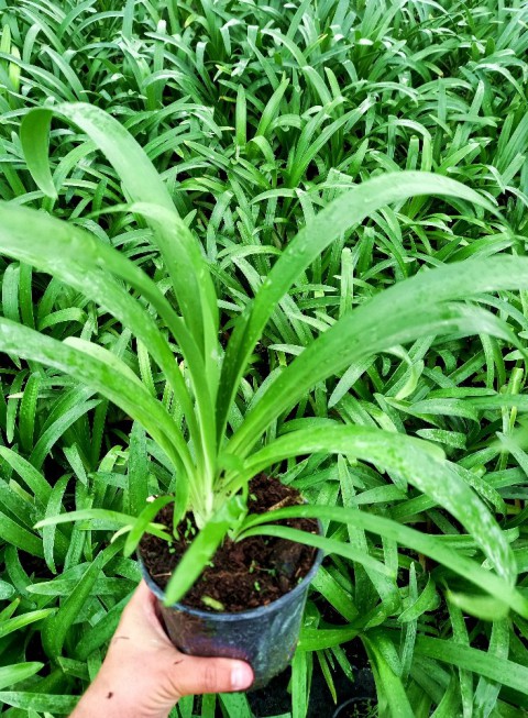 AFRİKA ZAMBAĞI 10 ADET - MAVİ SEVGİ ÇİÇEĞİ