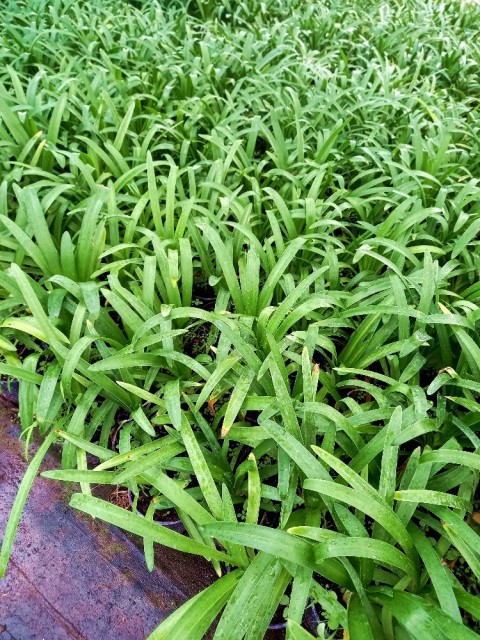 AFRİKA ZAMBAĞI 10 ADET - MAVİ SEVGİ ÇİÇEĞİ