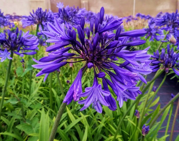 AFRİKA ZAMBAĞI 3 ADET - MAVİ SEVGİ ÇİÇEĞİ