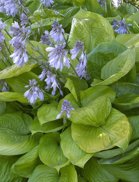 AĞUSTOS ZAMBAĞI HOSTA 5 ADET