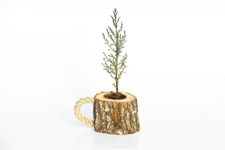 AHŞAP SAKSIDA ÇAM FİDANI 5 ADET - HEDİYELİK