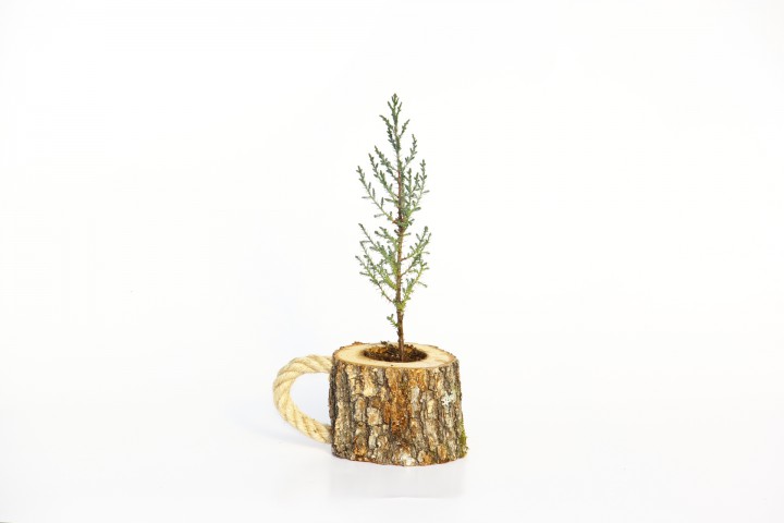 AHŞAP SAKSIDA ÇAM FİDANI 5 ADET - HEDİYELİK