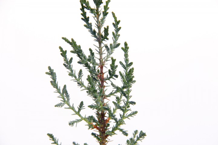 AHŞAP SAKSIDA ÇAM FİDANI 5 ADET - HEDİYELİK