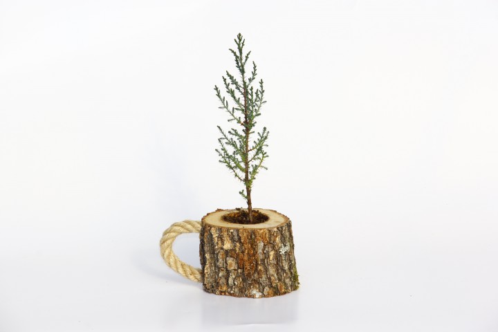 AHŞAP SAKSIDA ÇAM FİDANI 5 ADET - HEDİYELİK