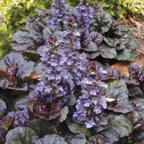 AJUGA 40 ADET - BORDO RENKLİ YER ÖRTÜCÜ BİTKİ