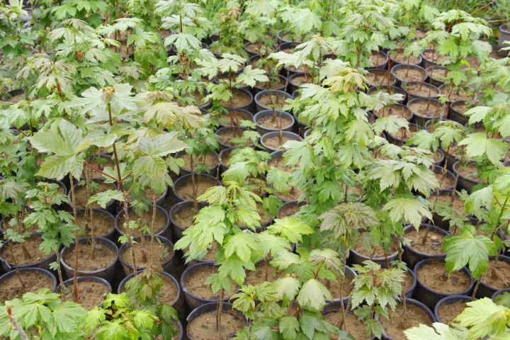 AKÇAAĞAÇ FİDANI - Acer Platanoides
