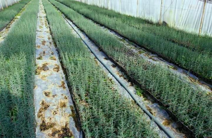 AKDENİZ SERVİSİ 30 ADET - ÇİT BİTKİSİ 40-60 cm