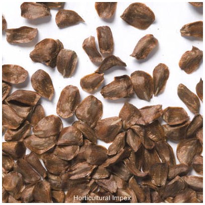 AKDENİZ SERVİSİ TOHUMU 1000 ADET