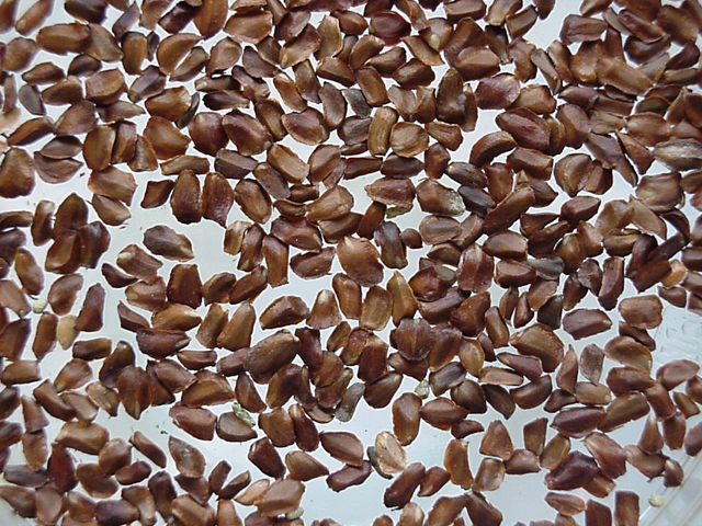 AKDENİZ SERVİSİ TOHUMU 200 ADET