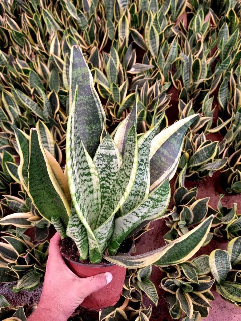 ALACALI PAŞA KILICI 3 ADET - HEDİYELİK SALON BİTKİSİ