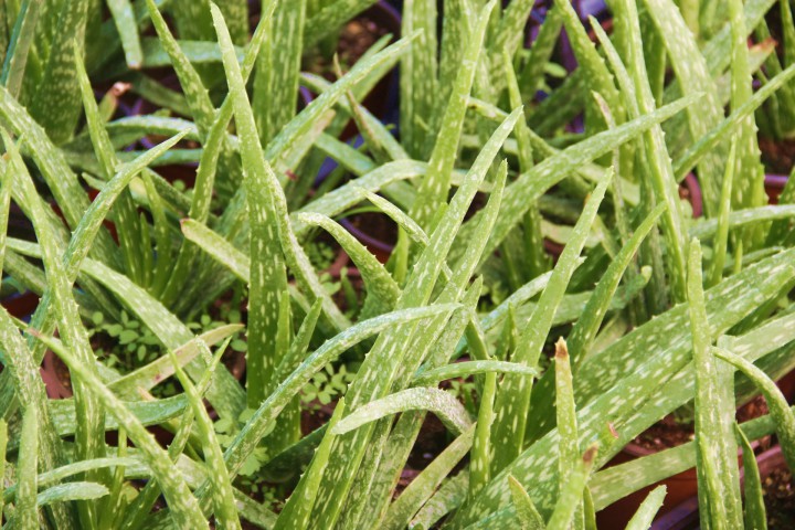 ALOE VERA BİTKİSİ 5 ADET