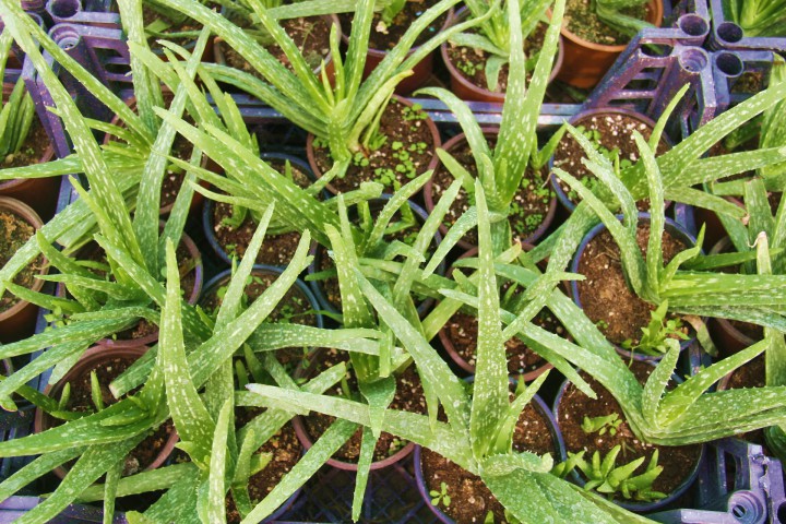 ALOE VERA BİTKİSİ 5 ADET