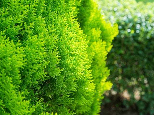 ALTUNİ TOP MAZI FİDANI 3 ADET