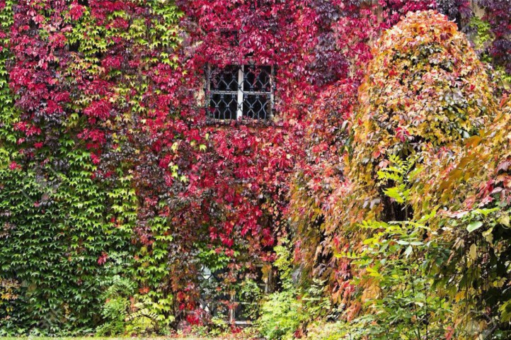 AMERİKAN SARMAŞIĞI 5 ADET - TIRMANICI ÇOK YILLIK BİTKİ