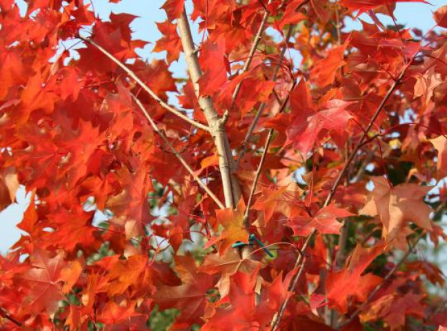 AMERİKAN SIĞLA AĞACI FİDANI 5 ADET