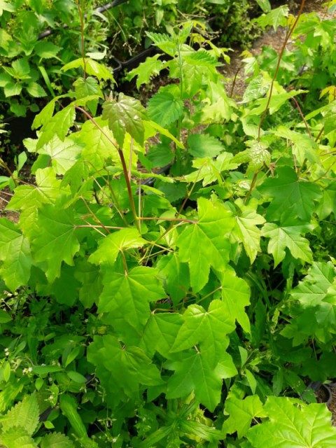 AMERİKAN SIĞLA AĞACI FİDANI 5 ADET