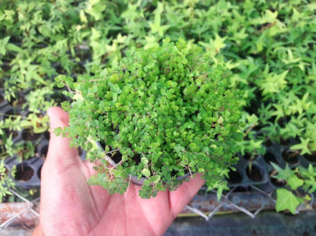 ARAP SAÇI 5 ADET - Helxine Soleirolii - TERARYUM BİTKİSİ