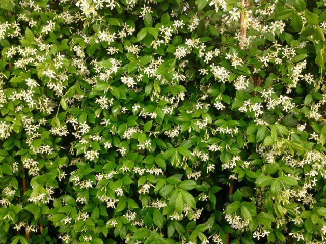 ARAP YASEMİNİ 10 ADET - ÇİÇEKLİ KOKULU SARILICI BİTKİ  120-150 CM