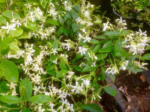 ARAP YASEMİNİ 10 ADET - ÇİÇEKLİ KOKULU SARILICI BİTKİ  120-150 CM