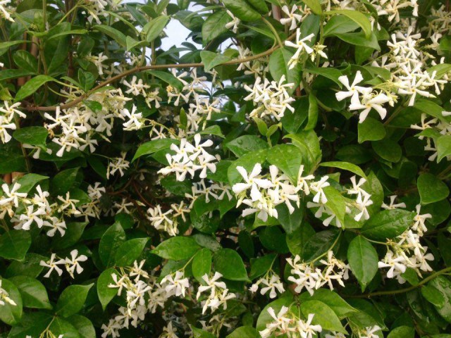 ARAP YASEMİNİ 15 ADET - ÇİÇEKLİ KOKULU SARILICI BİTKİ  120-150 CM