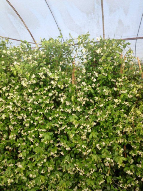 ARAP YASEMİNİ 15 ADET - ÇİÇEKLİ KOKULU SARILICI BİTKİ  120-150 CM