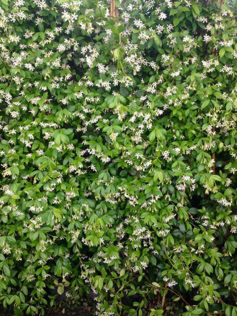 ARAP YASEMİNİ 15 ADET - ÇİÇEKLİ KOKULU SARILICI BİTKİ  120-150 CM